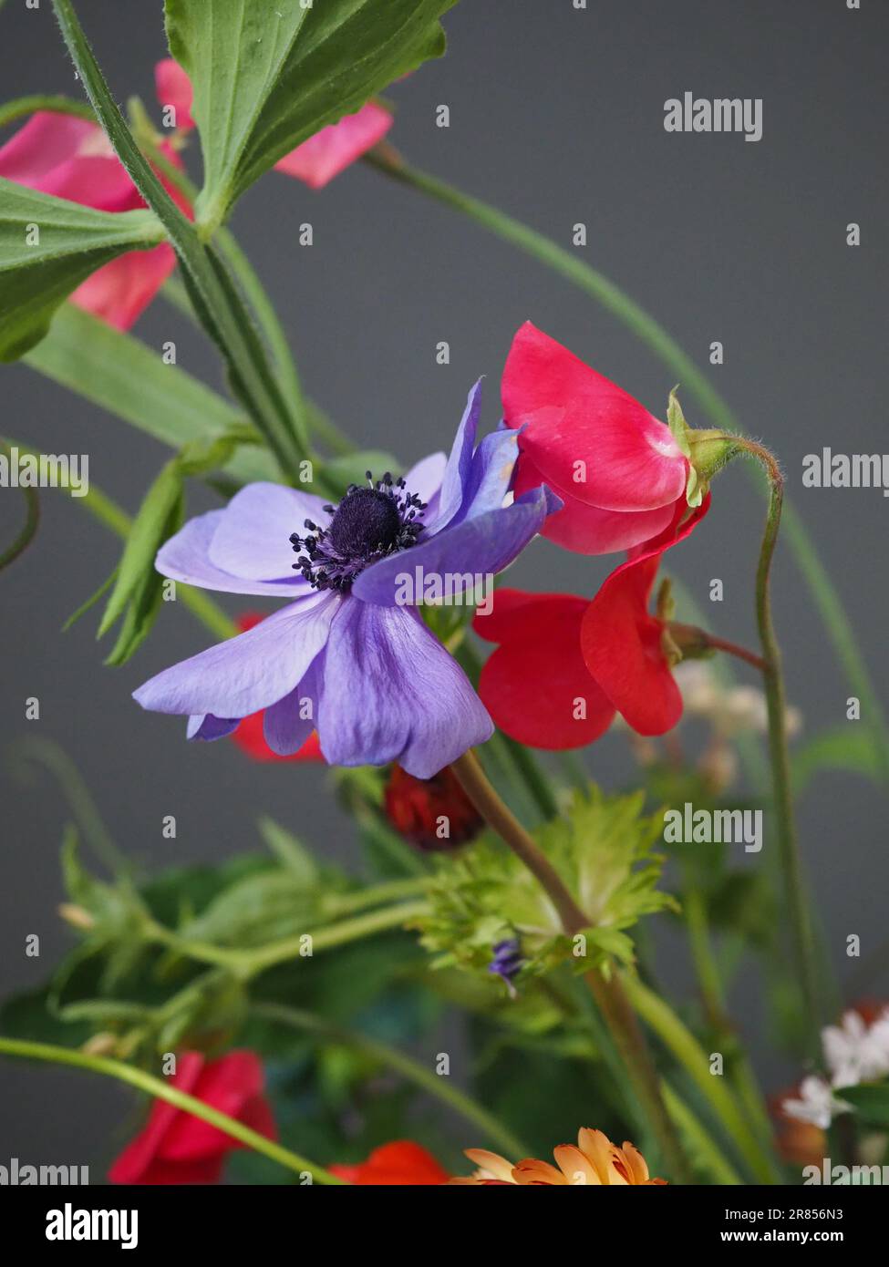 Fleurs coupées du jardin - coronaria anémone bleue 'MR Fokker' et pois sucrés roses en gros plan sur un fond gris foncé Banque D'Images