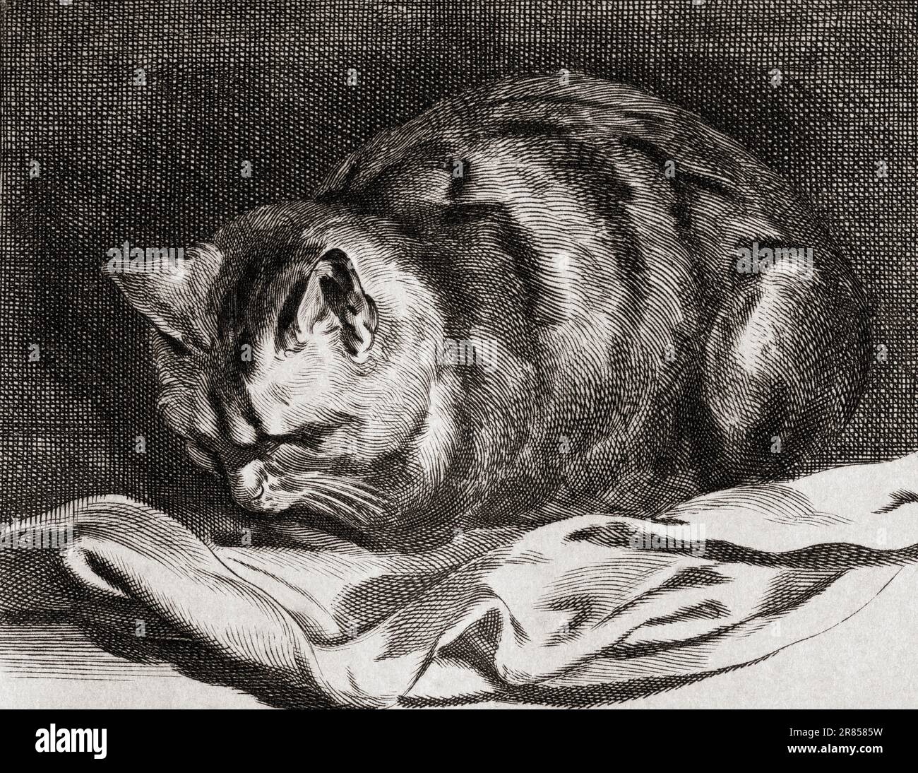 Le petit chat, après la gravure par Cornelius Visscher. De l'Histoire de la Gravoure, publié en 1880 Banque D'Images