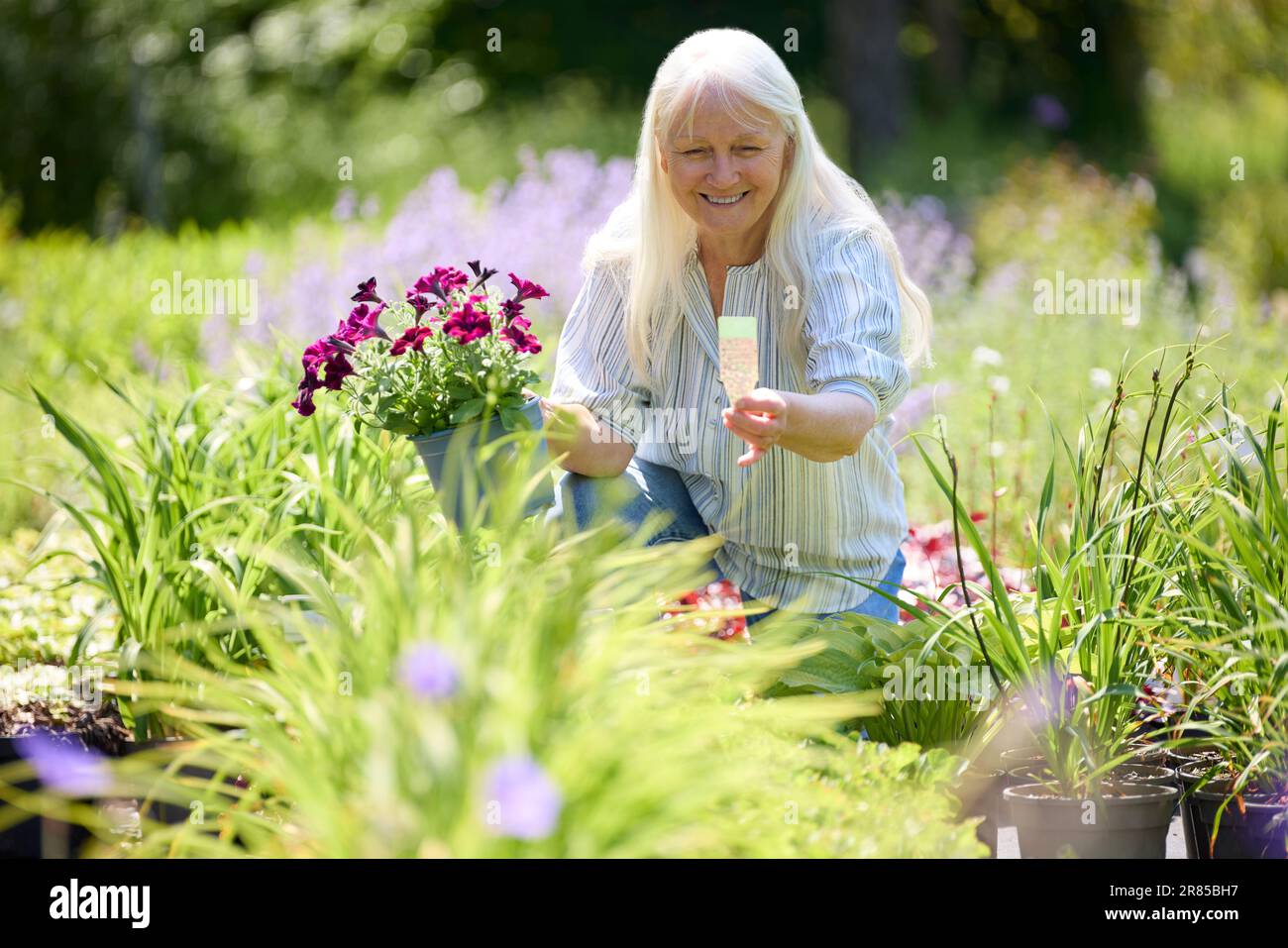 Femme senior dans Garden Center Choosing Plant Banque D'Images