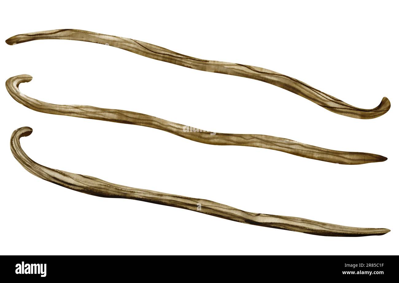 Ensemble de bâtonnets de vanille. Aquarelle dessin à la main des pods de fines herbes pour l'épice alimentaire ou l'huile essentielle sur fond blanc isolé. Dessin d'ingrédient floral pour la thérapie d'arôme et cosmétique. Banque D'Images