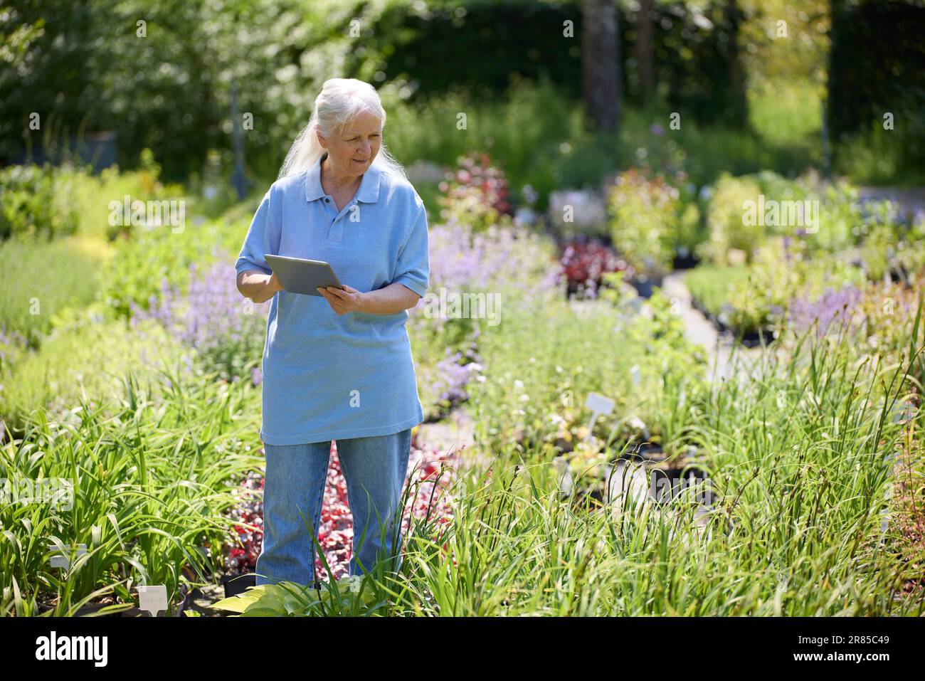 Femme sénior à la retraite travail à temps partiel dans le Garden Center vérifier les usines à l'aide de la tablette numérique Banque D'Images