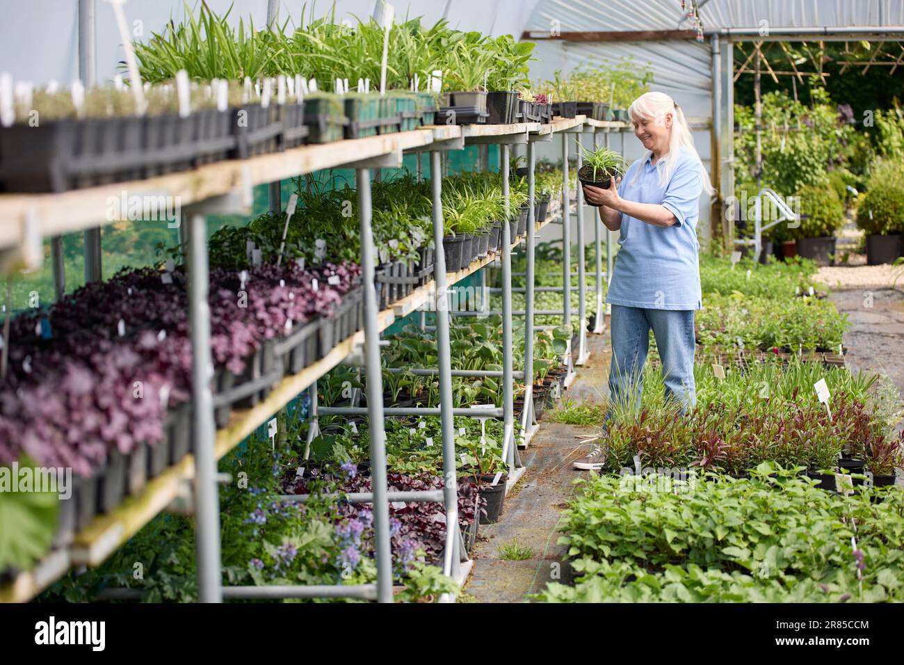 Femme sénior à la retraite travail à temps partiel au Garden Centre contrôle des plantes dans Greenhouse ou Polytunnel Banque D'Images