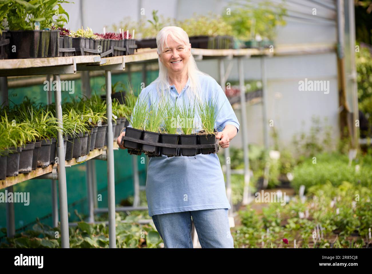 Portrait d'une femme âgée à la retraite travaillant à temps partiel au Garden Centre vérifier les plantes dans la serre ou le Polytunnel Banque D'Images