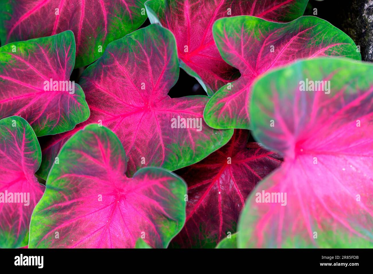 Gros plan d'une plante de coleus, Meghalaya, Inde Banque D'Images