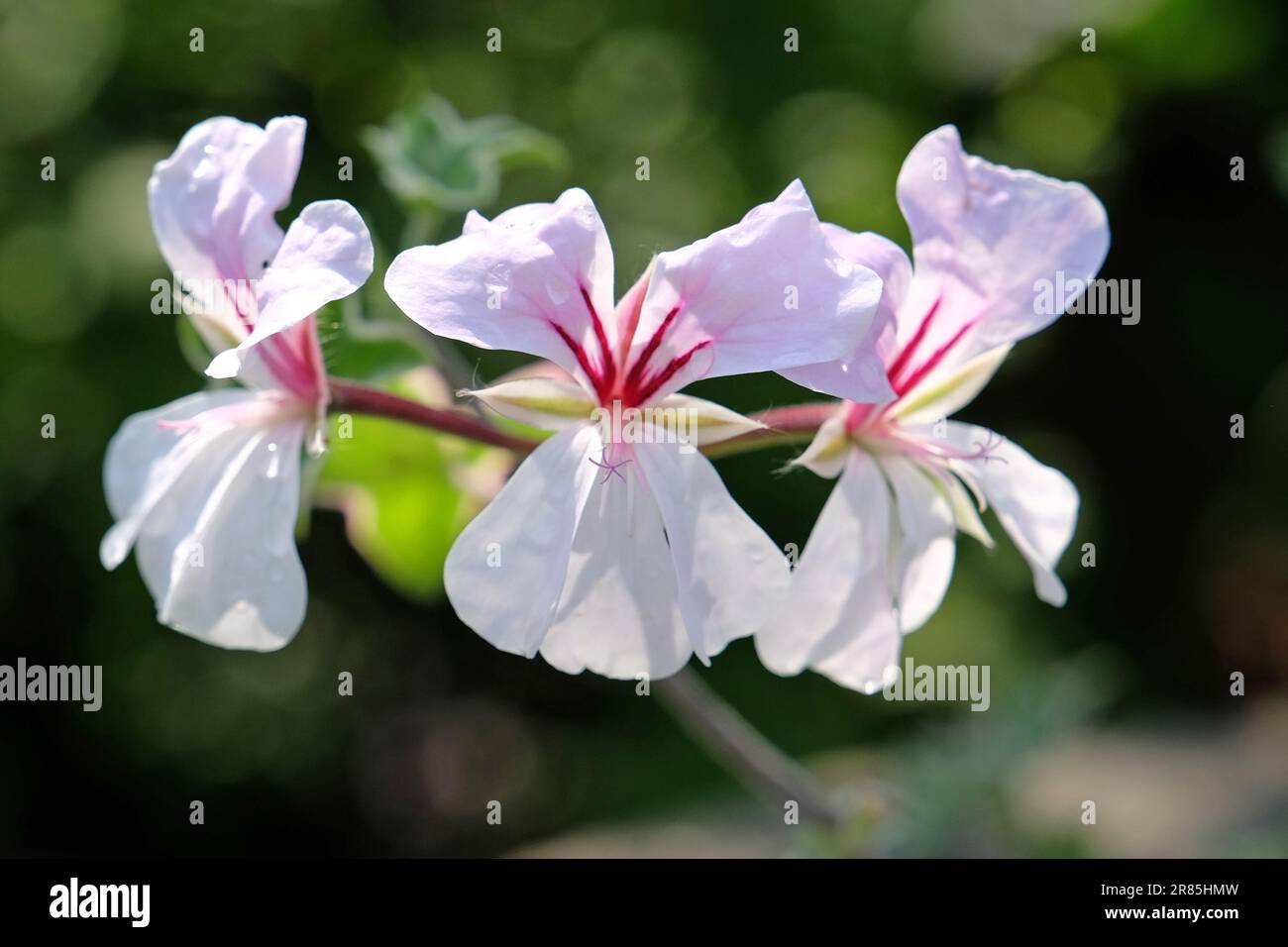 Géraniums de lierre rose et blanc en fleur. Banque D'Images