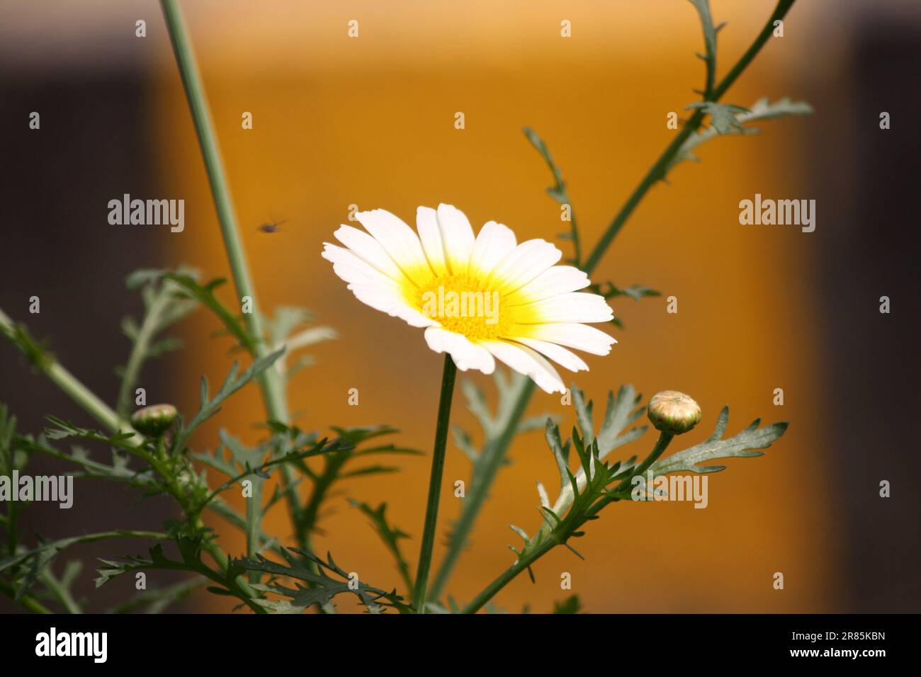 Marguerite couronne ou chrysanthème comestible (Glebionis coronaria) en fleurs : (pix Sanjiv Shukla) Banque D'Images