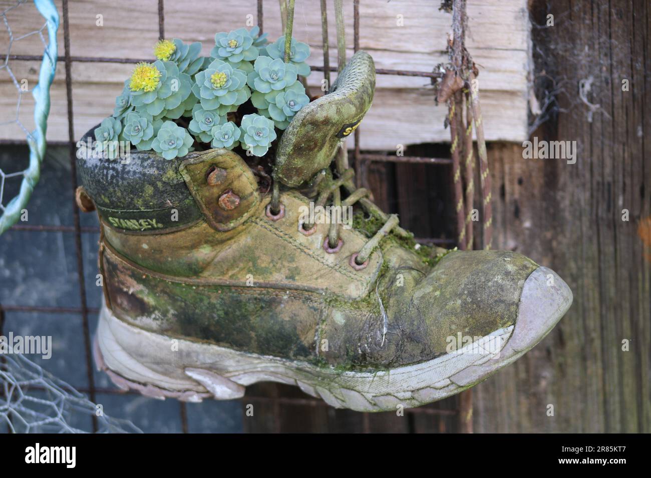 Vieille botte de marche utilisée plantée de sempervirum Banque D'Images