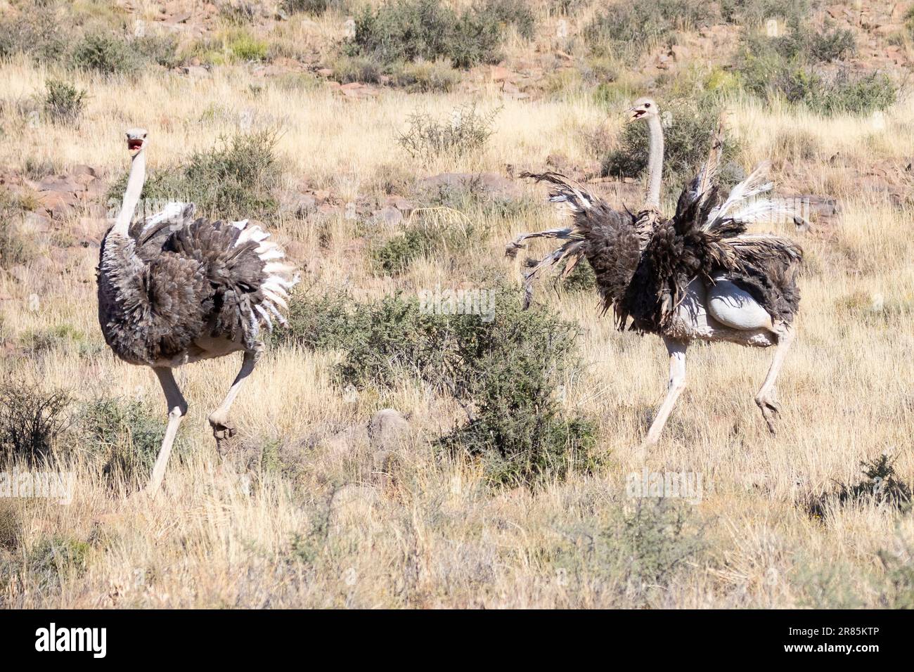 Deux femelles d'Ostriches communes (Struthio camelus) fuyant un mâle dans l'habitat de Karoo Grassveld, en Afrique du Sud Banque D'Images