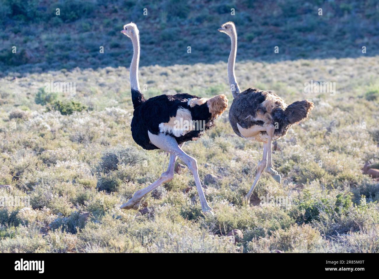 Paire d'Ostriches communes (Struthio camelus) en cours d'exécution acrosss une vallée de montagne à l'aube dans Karoo habitat, Afrique du Sud Banque D'Images