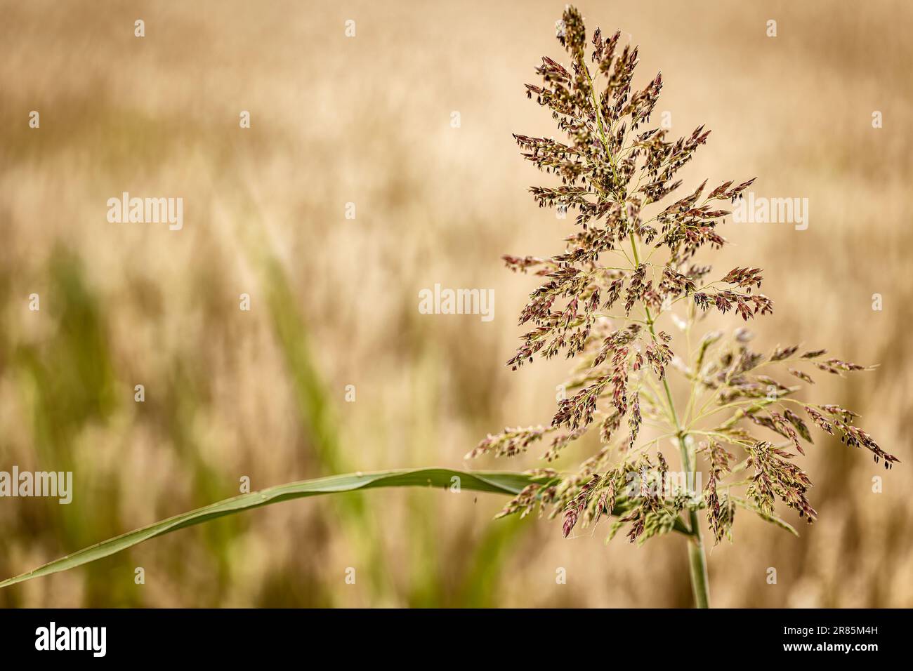 Gros plan capturant les détails évocateurs et sereins de la nature de la campagne. Banque D'Images