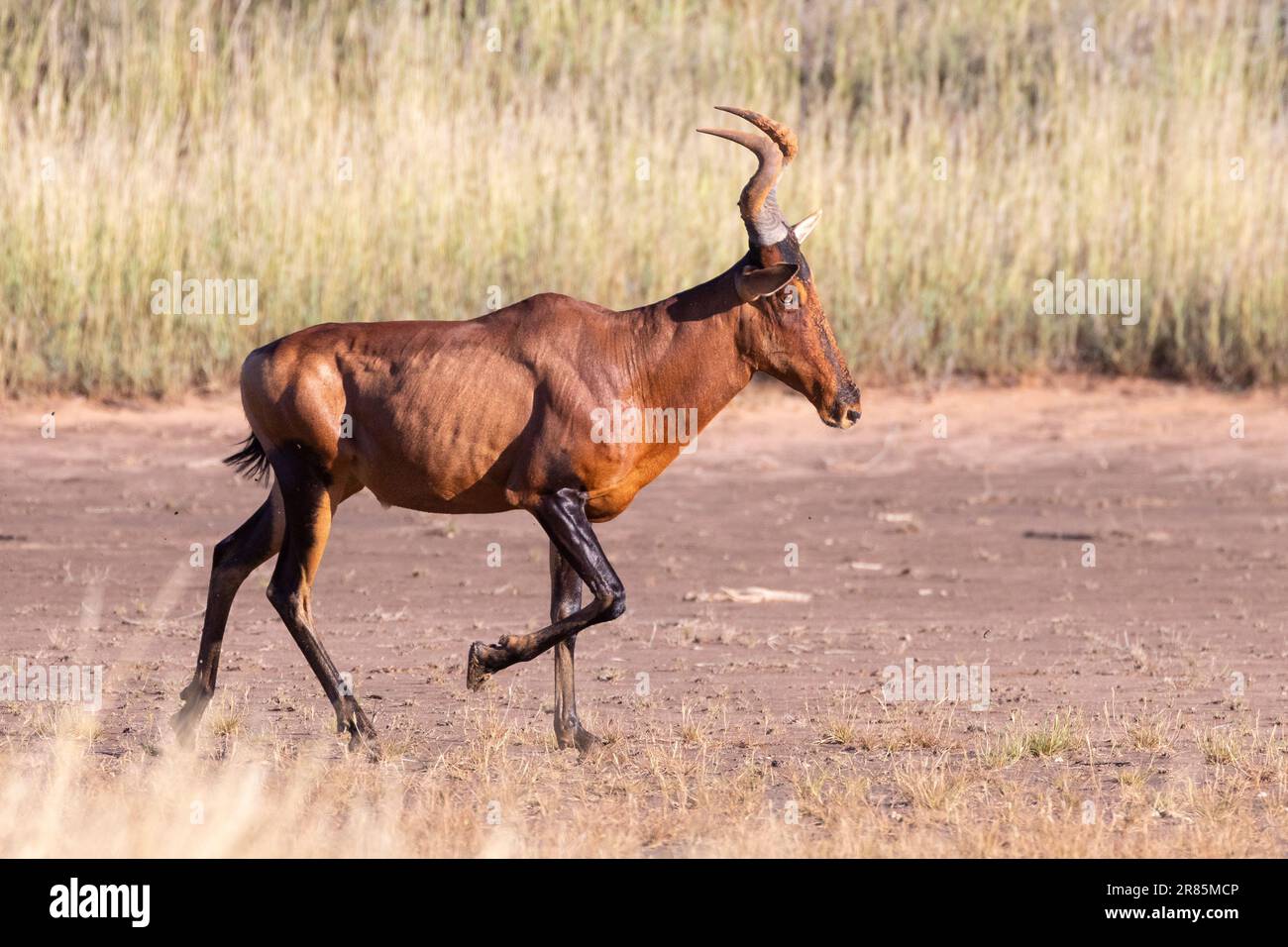 Hartebeest rouge (Alcelaphus buselaphus caama) à l'aube, parc transfrontalier de Kglagadi, Kalahari, Cap Nord, Afrique du Sud Banque D'Images