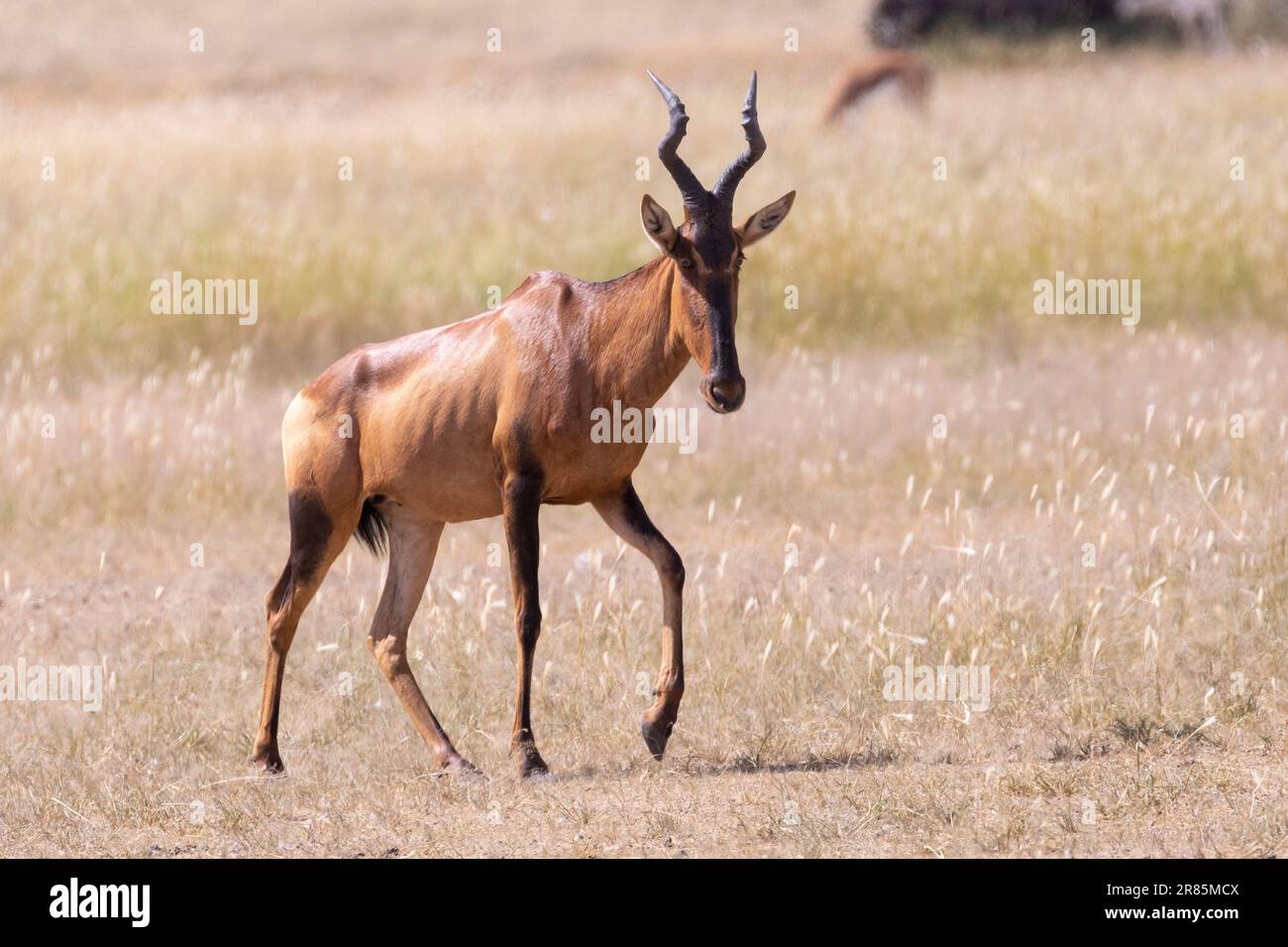 Hartebeest rouge (Alcelaphus buselaphus caama) Parc transfrontalier de Kglagadi, Kalahari, Cap Nord, Afrique du Sud Banque D'Images
