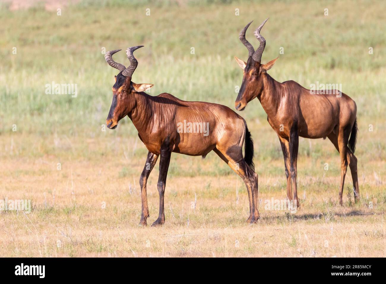 Hartebeest rouge (Alcelaphus buselaphus caama) Parc transfrontalier de Kglagadi, Kalahari, Cap Nord, Afrique du Sud Banque D'Images