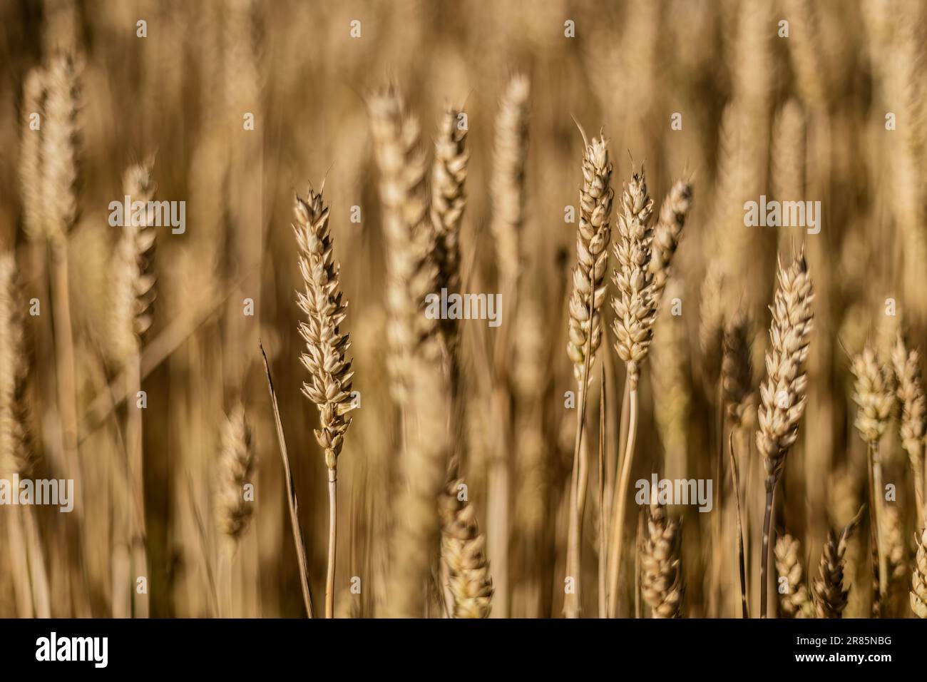 Une photographie détaillée d'une pointe de blé mûre dans un champ d'été, mettant en valeur sa beauté complexe. Banque D'Images