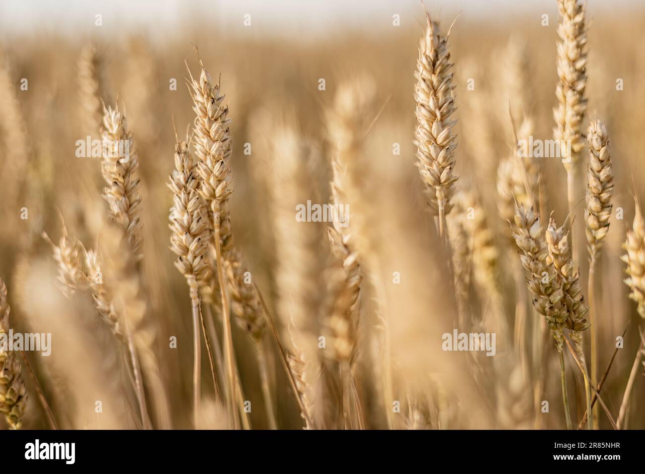 Une photographie macro captivante qui capture la beauté d'une pointe de blé mature dans un champ d'été. Banque D'Images