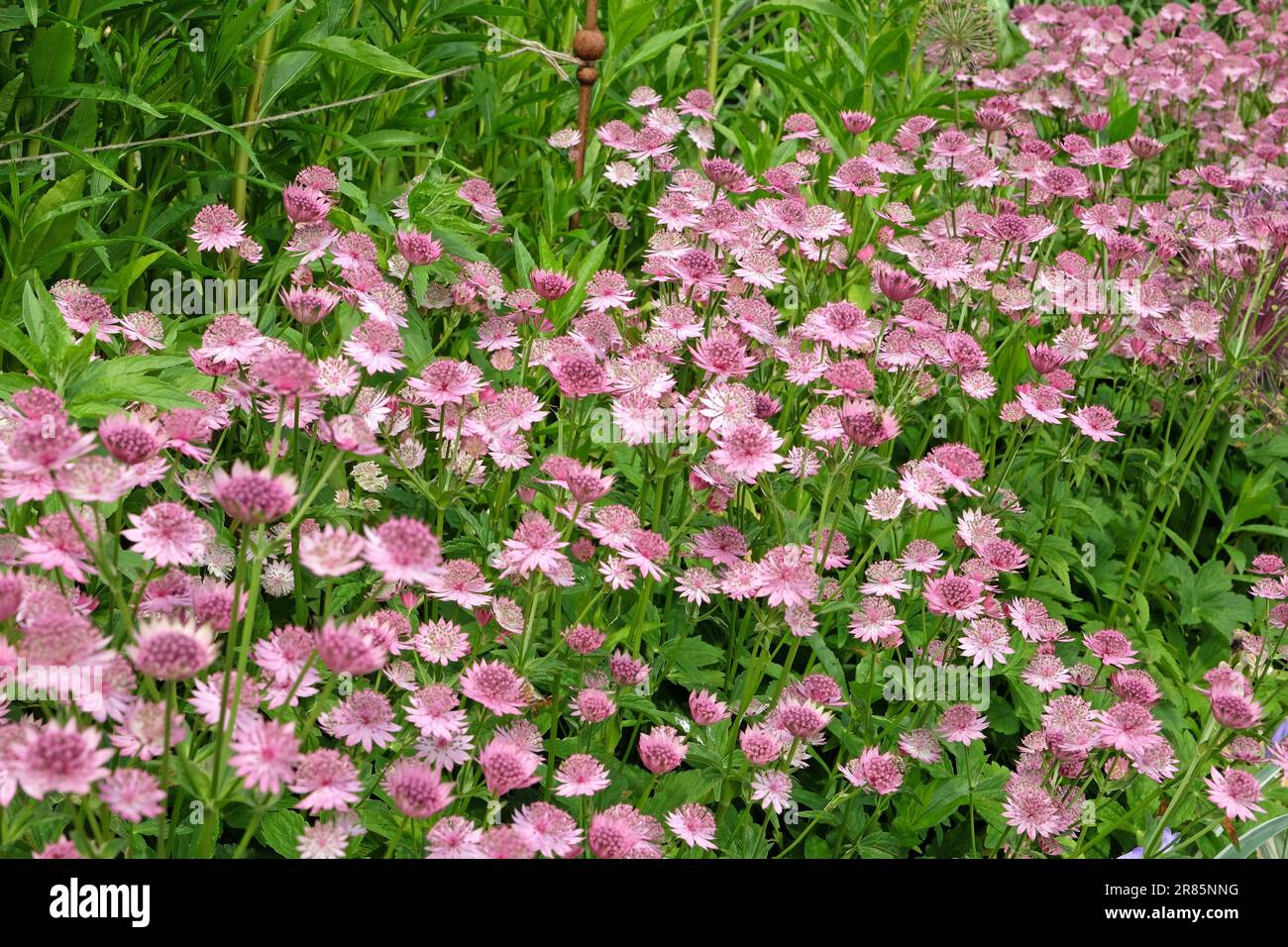 Astrantia rose 'Roma' en fleur. Banque D'Images