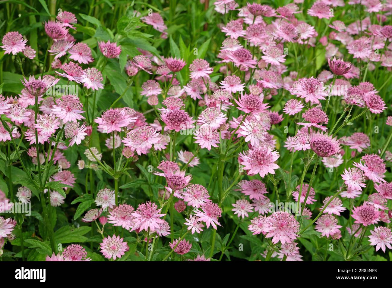 Astrantia rose 'Roma' en fleur. Banque D'Images