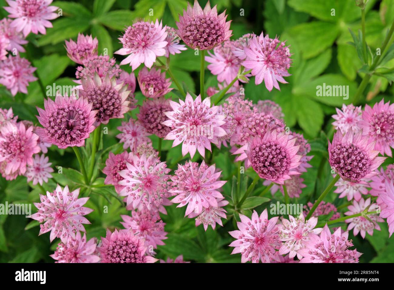 Astrantia rose 'Roma' en fleur. Banque D'Images