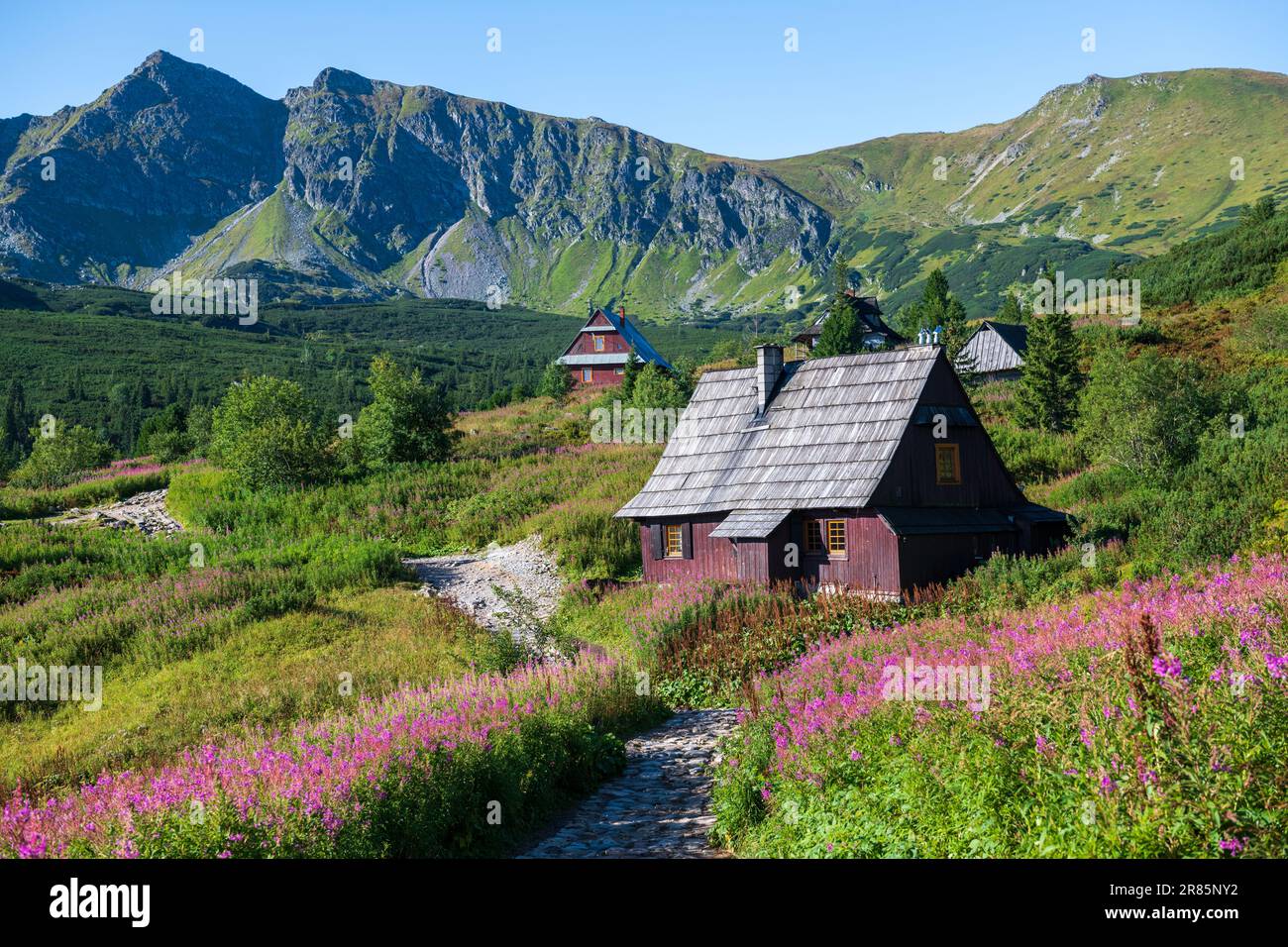 Floraison Chamaenerion dans la vallée de Gasienicowa, montagnes Tatra, Pologne Banque D'Images