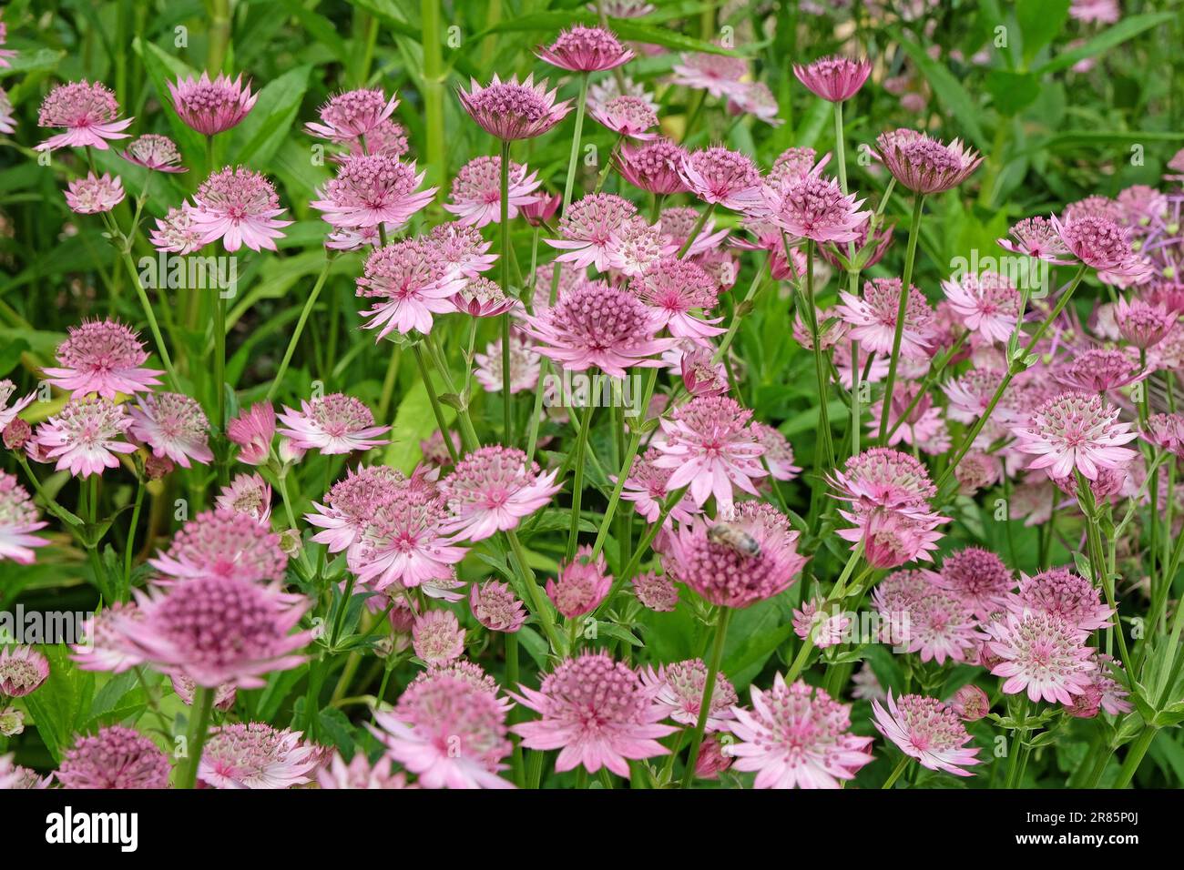 Astrantia rose 'Roma' en fleur. Banque D'Images