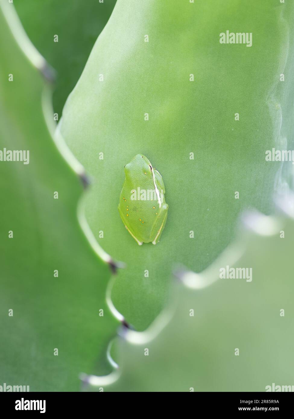 Une grenouille d'arbre verte repose à plat contre la feuille d'un cactus agave et se fond dans son environnement. Banque D'Images