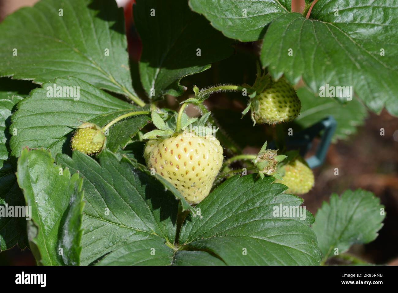 Plante de fraise avec baies non mûres. Banque D'Images