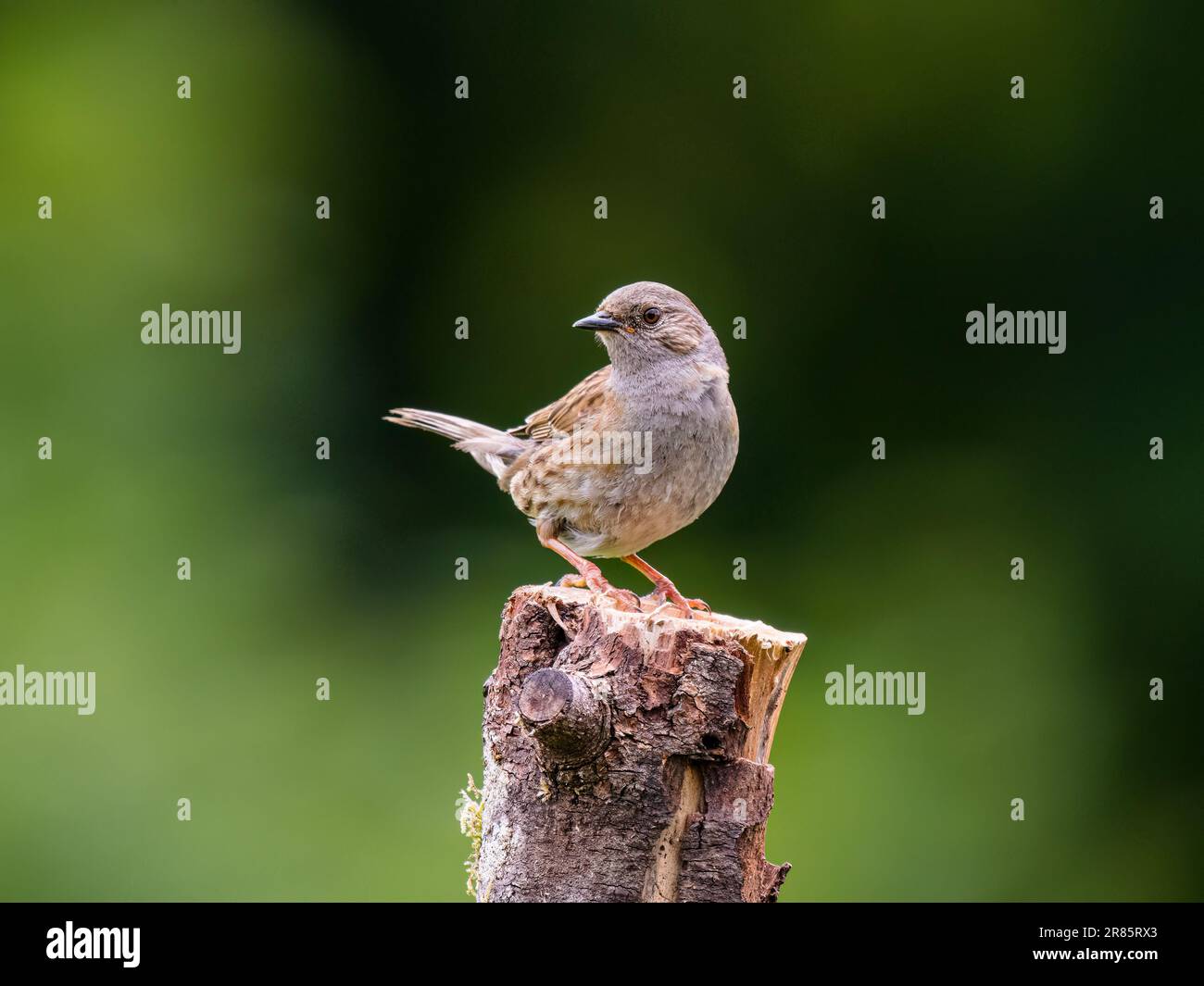 Un dunnock juvénile au printemps au milieu du pays de Galles Banque D'Images