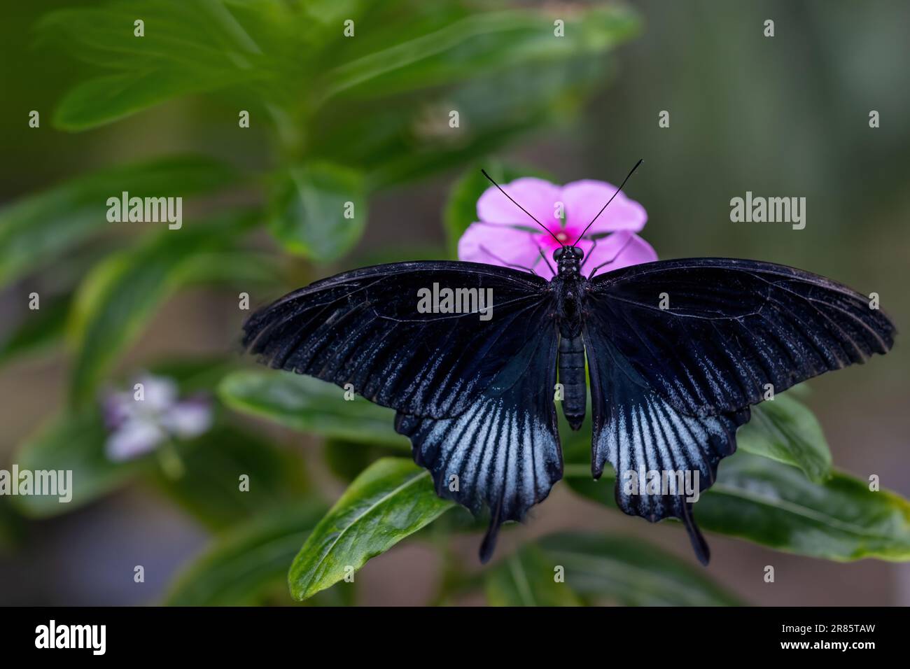 Gros plan d'un papillon à ailes noires reposant sur une fleur rose. Horizontalement. Banque D'Images