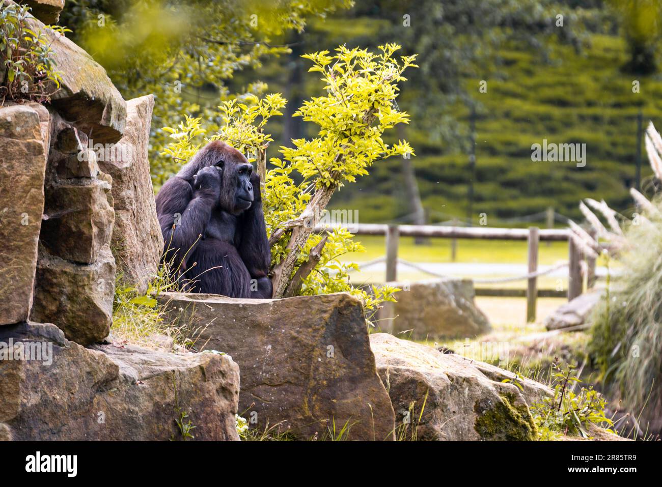 Gorilles au zoo de blackpool Banque D'Images