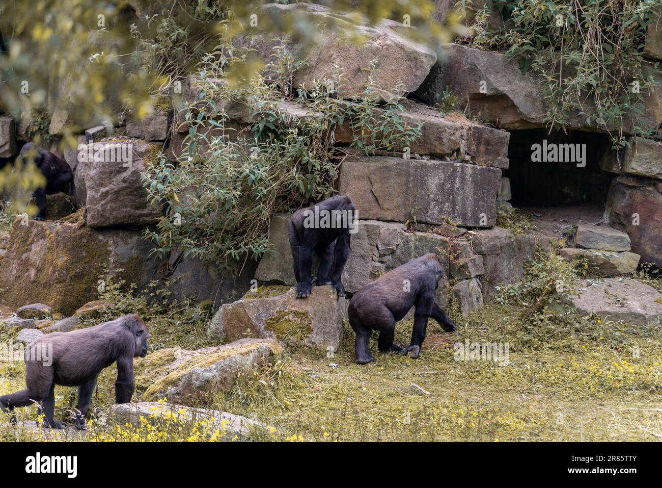 Gorilles au zoo de blackpool Banque D'Images