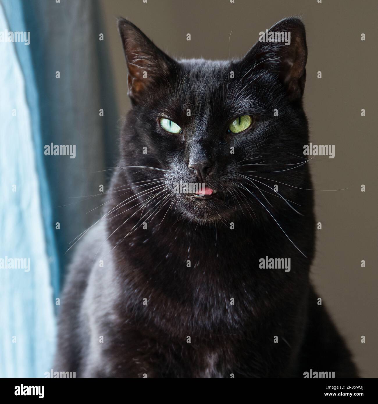 Chat noir avec une attitude grincheux Banque D'Images