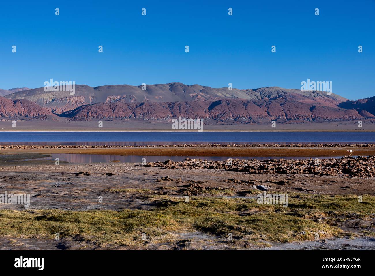 Laguna Carachi Pampa colorée dans les hautes terres désertes du nord de l'Argentine - voyager et explorer la Puna Banque D'Images