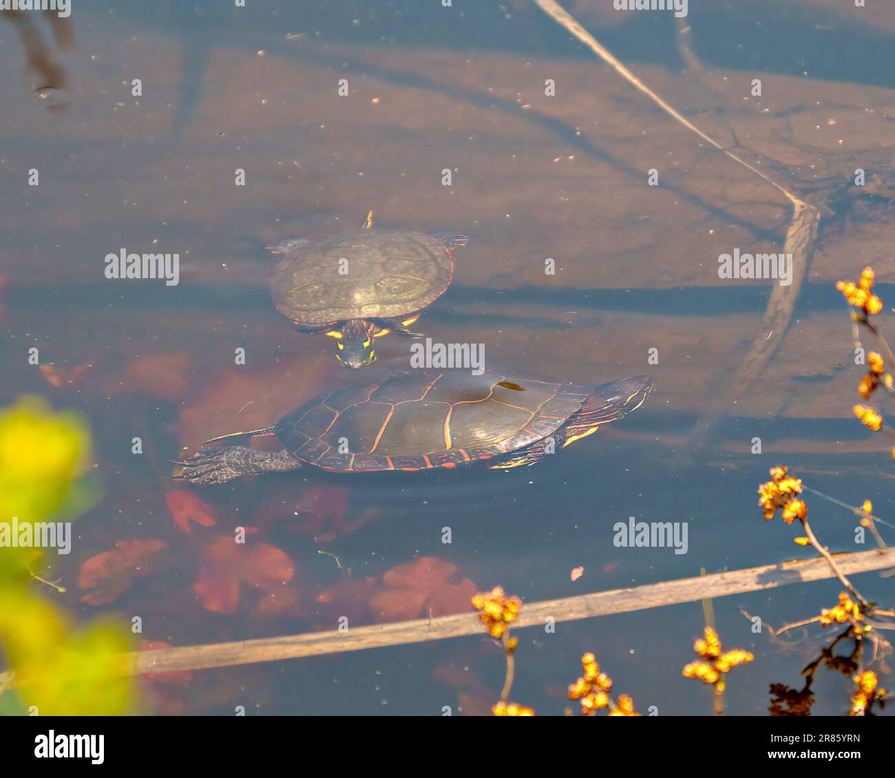 Couple de tortues peintes baignant dans l'eau floue avec des coussins d'eau de nénuphars dans son environnement et son habitat environnant. Image de tortue. Banque D'Images