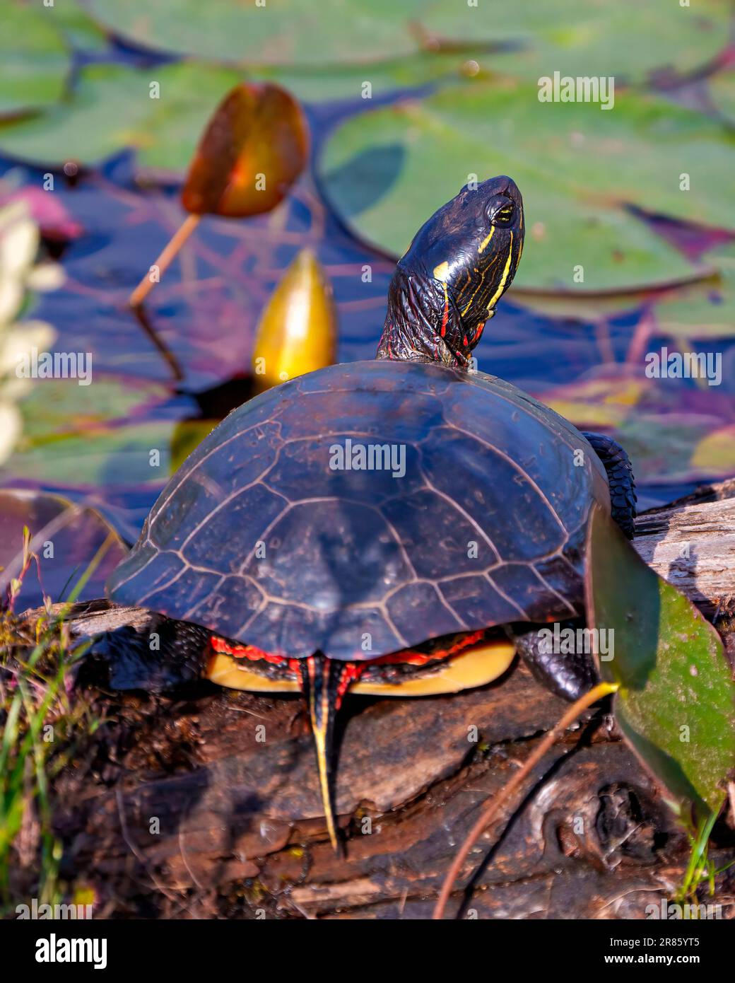 Vue arrière en gros plan de la tortue peinte, reposant sur une bûche de mousse dans l'étang avec des coussins de nénuphars et montrant sa carapace, sa tête, ses pattes. Banque D'Images