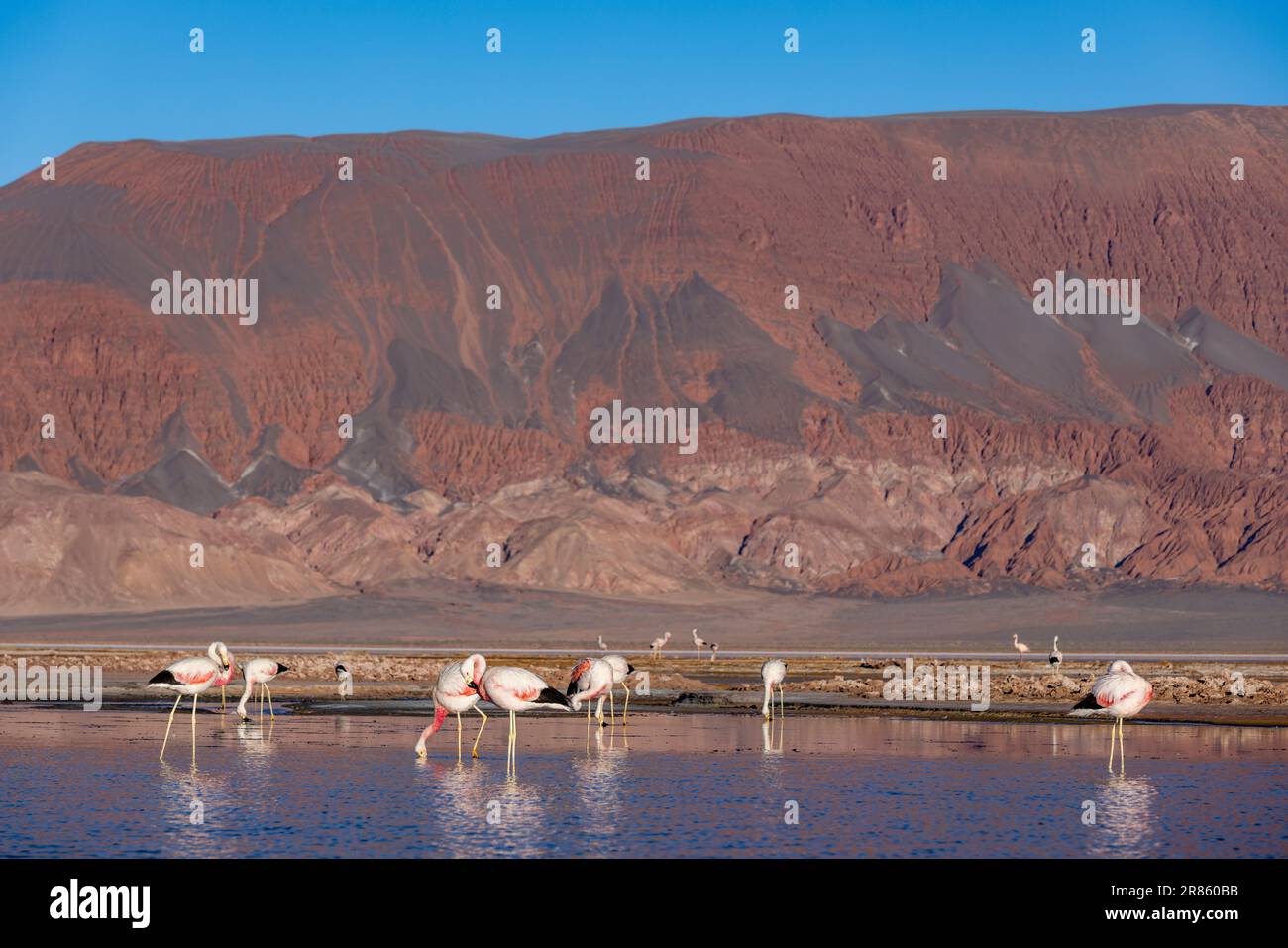 Flamants roses à la Laguna Carachi Pampa colorée dans les hautes terres désertes du nord de l'Argentine - voyager et explorer la Puna Banque D'Images