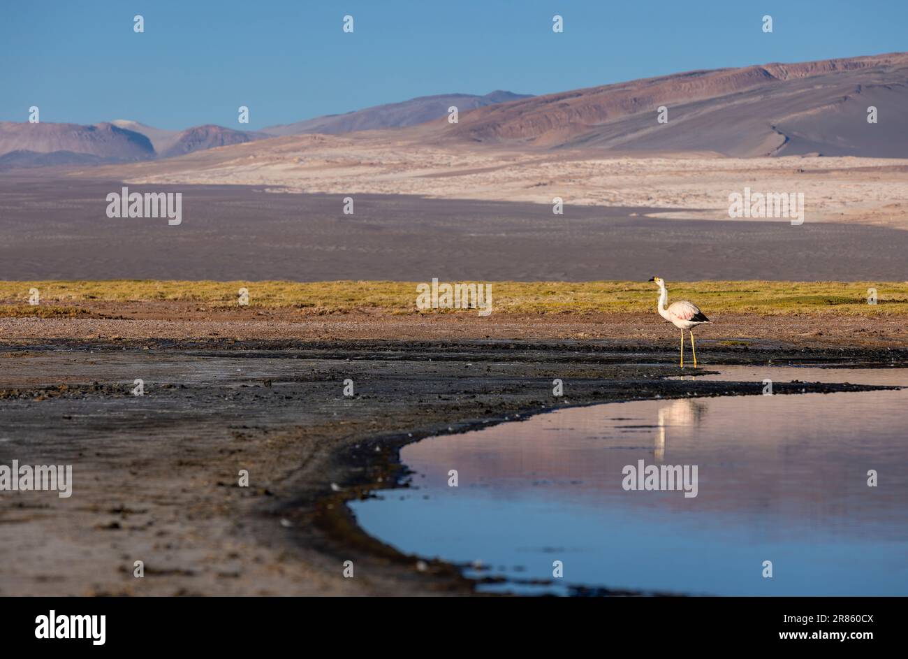 Flamingo à la lagune colorée Carachi Pampa dans les hauts plateaux déserts du nord de l'Argentine - voyager et explorer la Puna Banque D'Images