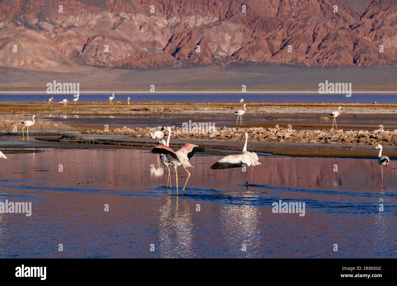 Flamants roses à la Laguna Carachi Pampa colorée dans les hautes terres désertes du nord de l'Argentine - voyager et explorer la Puna Banque D'Images