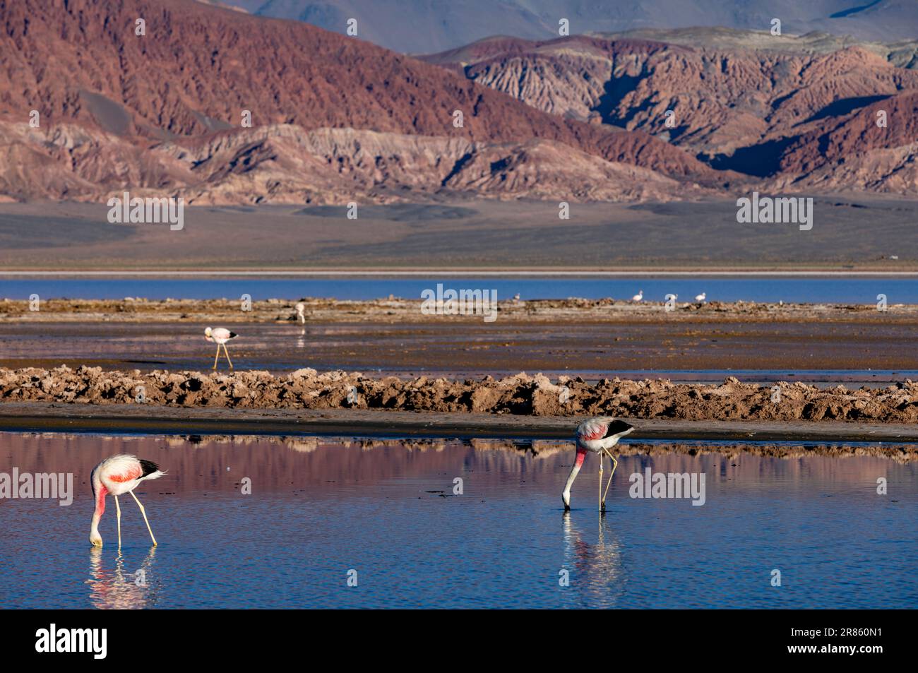 Flamants roses à la Laguna Carachi Pampa colorée dans les hautes terres désertes du nord de l'Argentine - voyager et explorer la Puna Banque D'Images