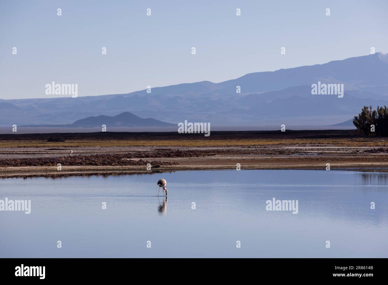 Flamingo à la lagune colorée Carachi Pampa dans les hauts plateaux déserts du nord de l'Argentine - voyager et explorer la Puna Banque D'Images