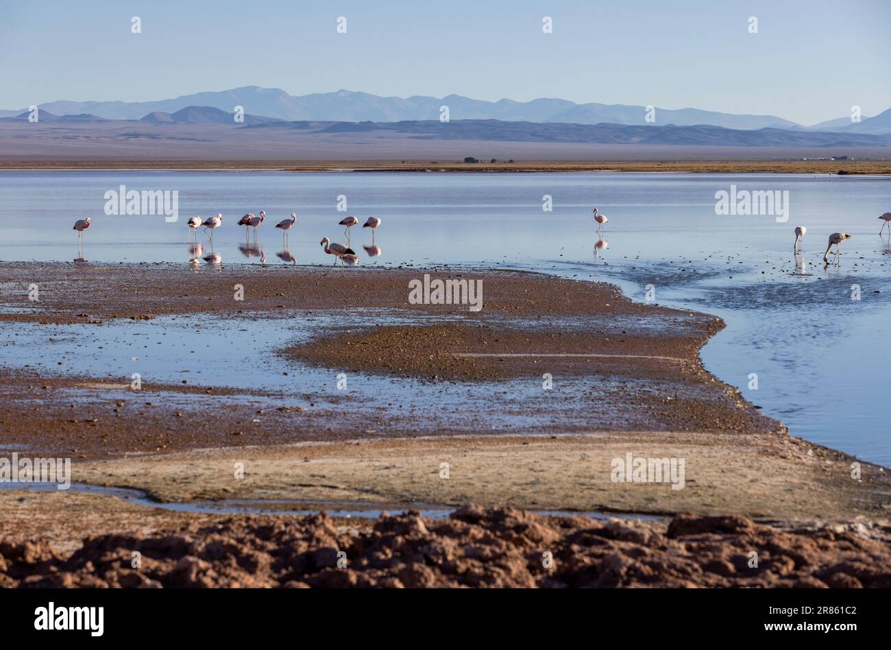 Flamants roses à la Laguna Carachi Pampa colorée dans les hautes terres désertes du nord de l'Argentine - voyager et explorer la Puna Banque D'Images