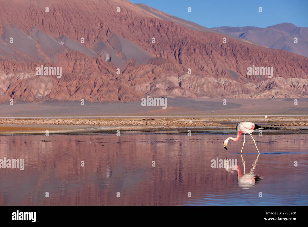 Flamingo à la lagune colorée Carachi Pampa dans les hauts plateaux déserts du nord de l'Argentine - voyager et explorer la Puna Banque D'Images