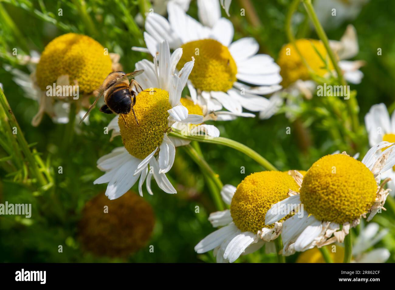 une petite abeille recueille le pollen d'une fleur de camomille blanche un jour d'été. Abeille perchée sur une fleur de pâquerette blanche. Banque D'Images