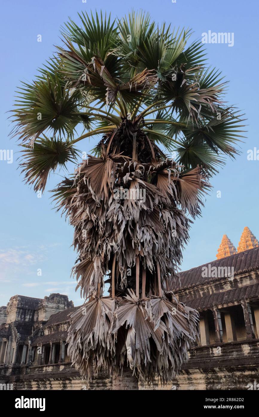 Un palmier avec beaucoup de feuilles sèches près d'une ancienne structure en pierre. Banque D'Images