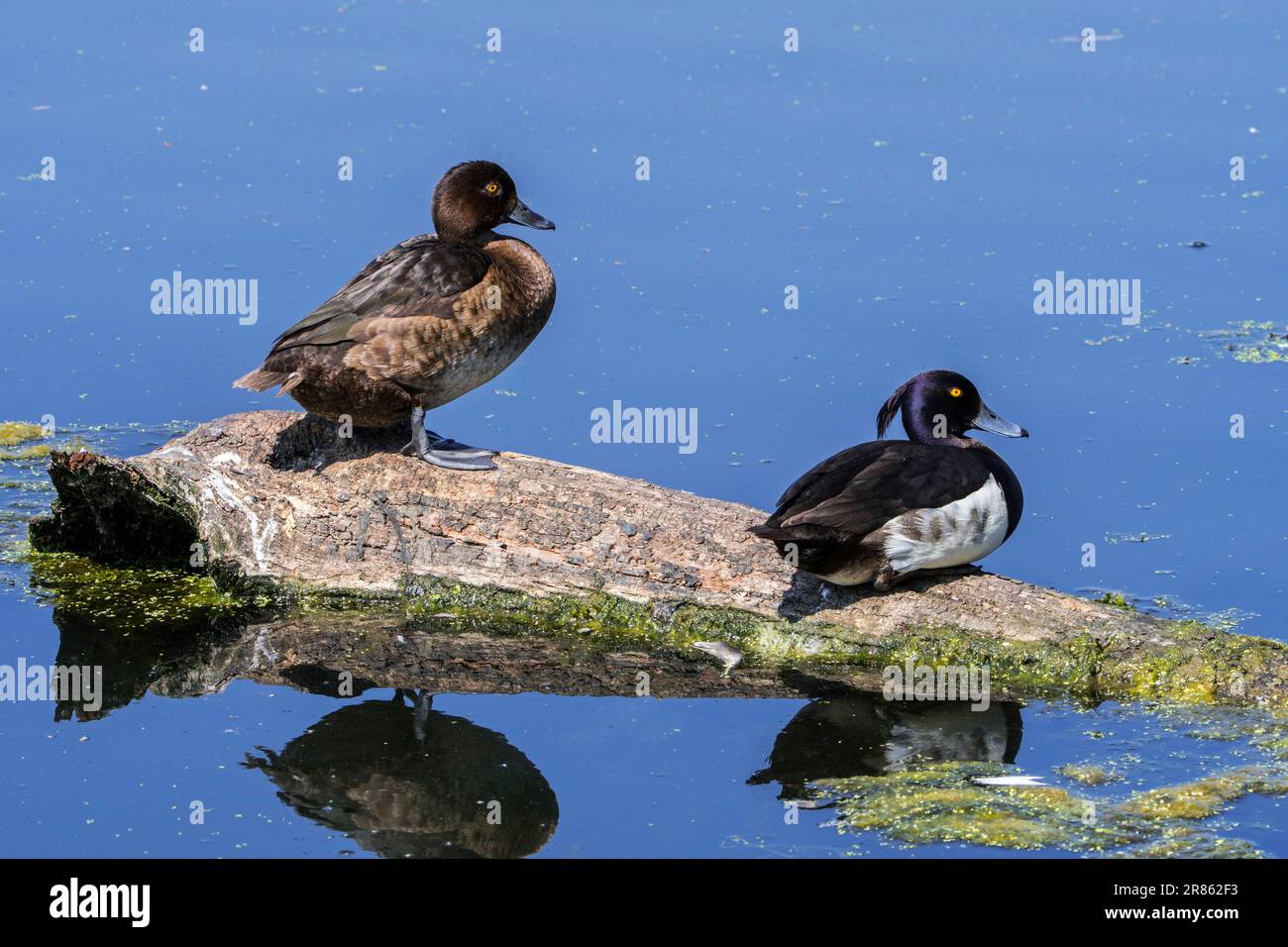 Paire de canards touffetés / pommiers touffés (Aythya fuligula) reposant sur le tronc d'arbre tombé dans l'eau de l'étang au printemps Banque D'Images