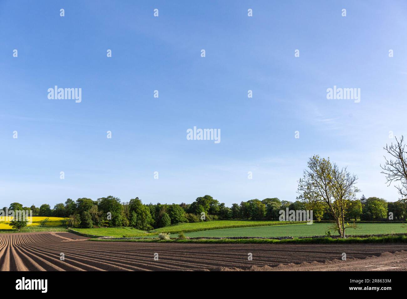 Champ de pré-plantation, Ceres, Fife, Écosse, Royaume-Uni Banque D'Images