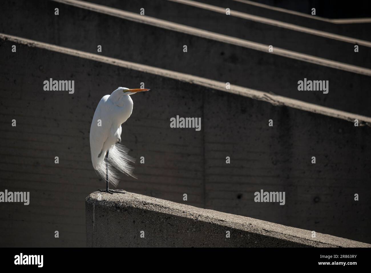 Grande aigrette blanche sur la rivière Los Angeles, Glendale Narrows, Los Angeles, Californie, États-Unis Banque D'Images