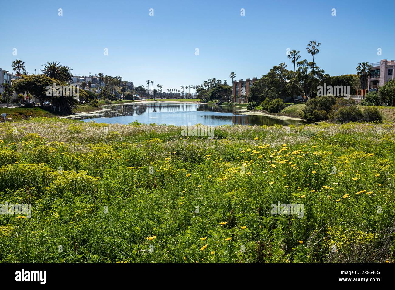 Del Rey Lagoon à Playa Del Rey avec fleurs printanières, Los Angeles, Californie, Etats-Unis Banque D'Images