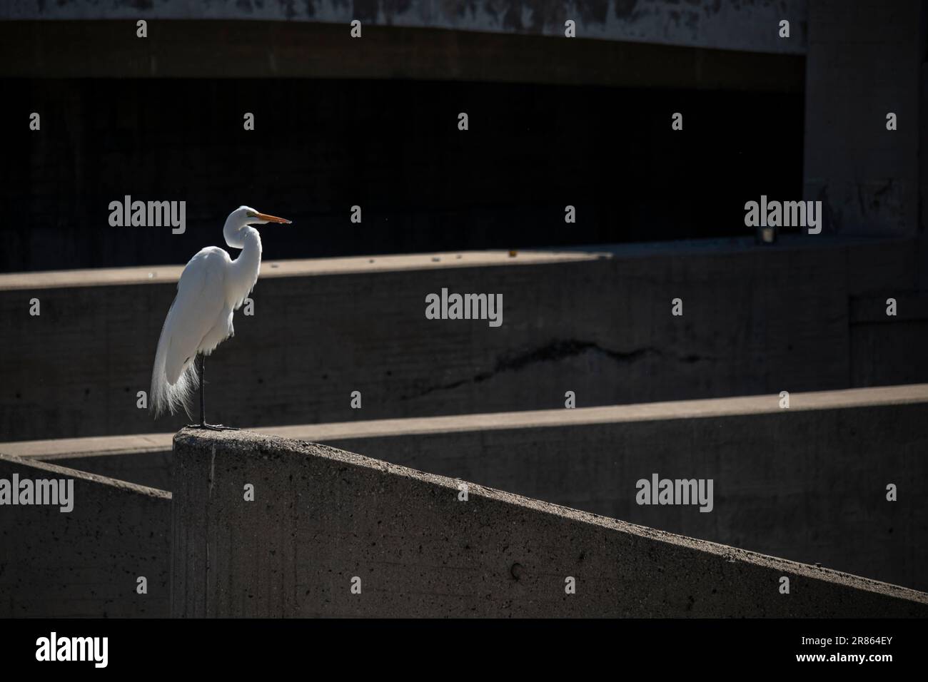 Grande aigrette blanche sur la rivière Los Angeles, Glendale Narrows, Los Angeles, Californie, États-Unis Banque D'Images