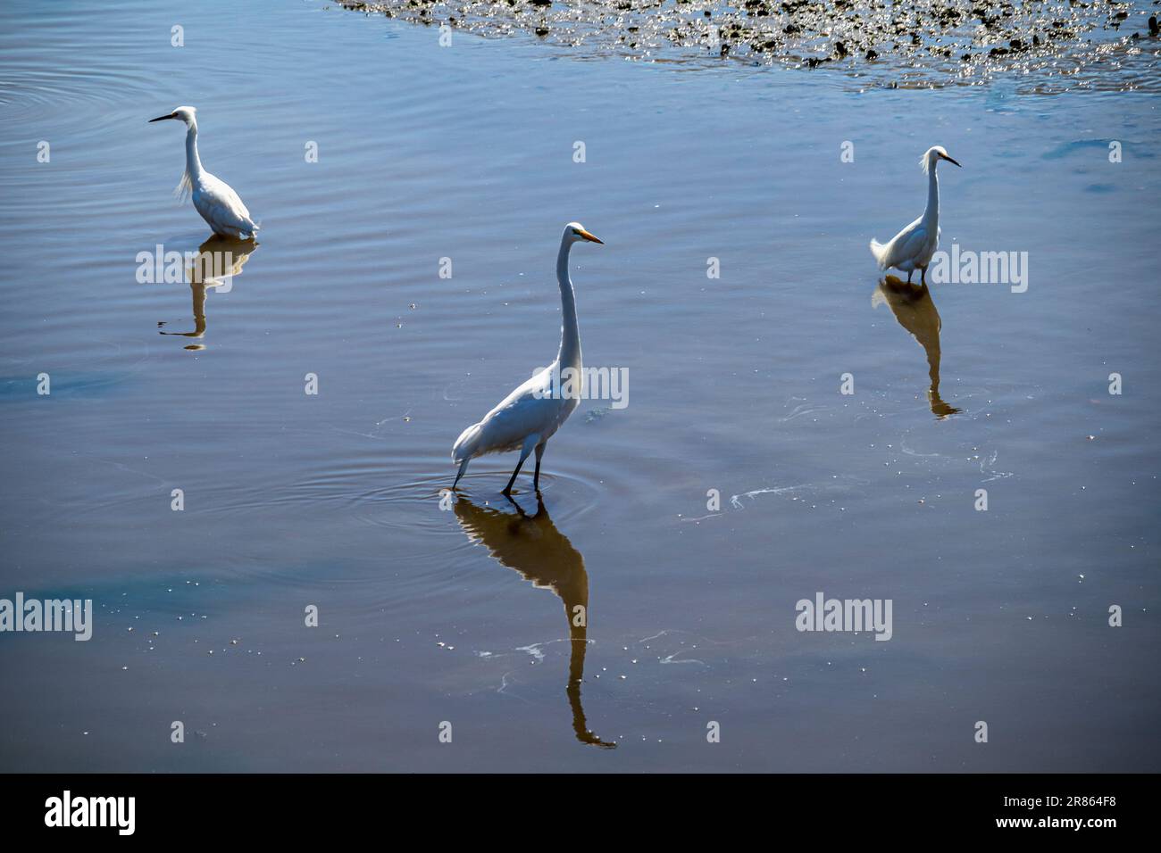 Trois grands aigrettes blanches dans Ballona Wetlands, Playa Del Rey, Los Angeles, Californie, Etats-Unis Banque D'Images