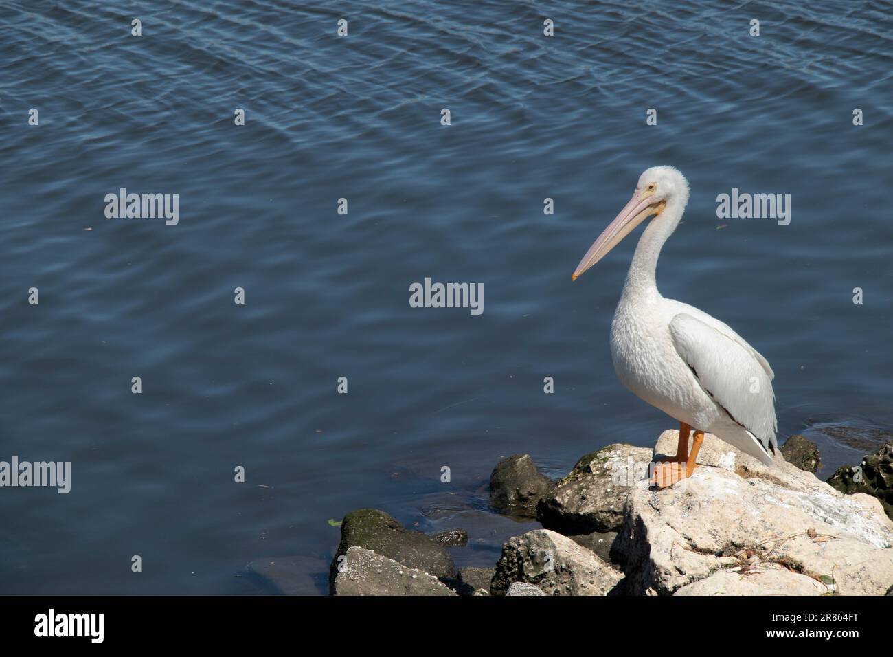 Pélican blanc américain (Pelecanus erythrorhynchos), Ballona Creek, Playa Del Rey, Los Angeles, Californie, ÉTATS-UNIS Banque D'Images